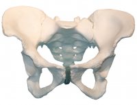 Композитная модель таза