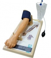 Тренажер для отработки навыков внутривенных процедур (локтевой и кистевой доступ)