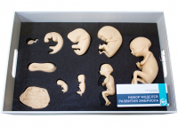 Набор моделей развития эмбриона